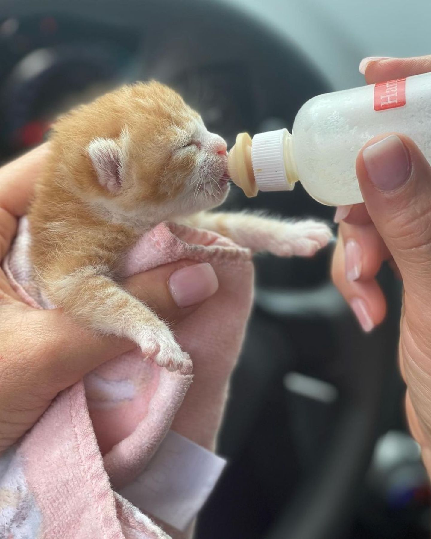 kitten being bottle fed