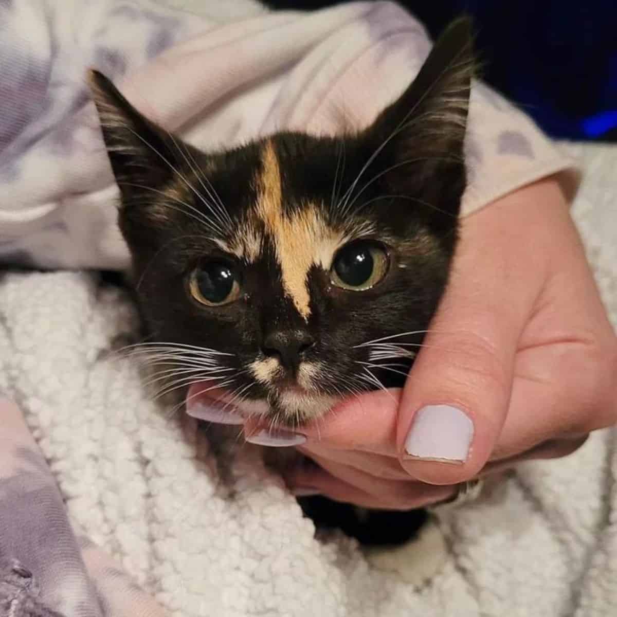 kitten being cuddled by woman