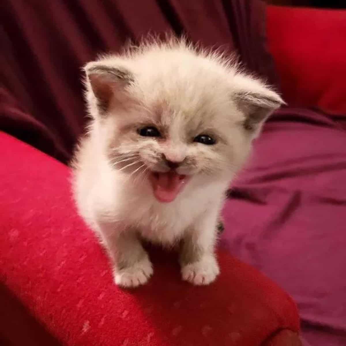 kitten blossom sitting down and looking at the camera