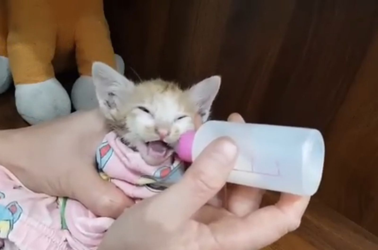 kitten bottle fed