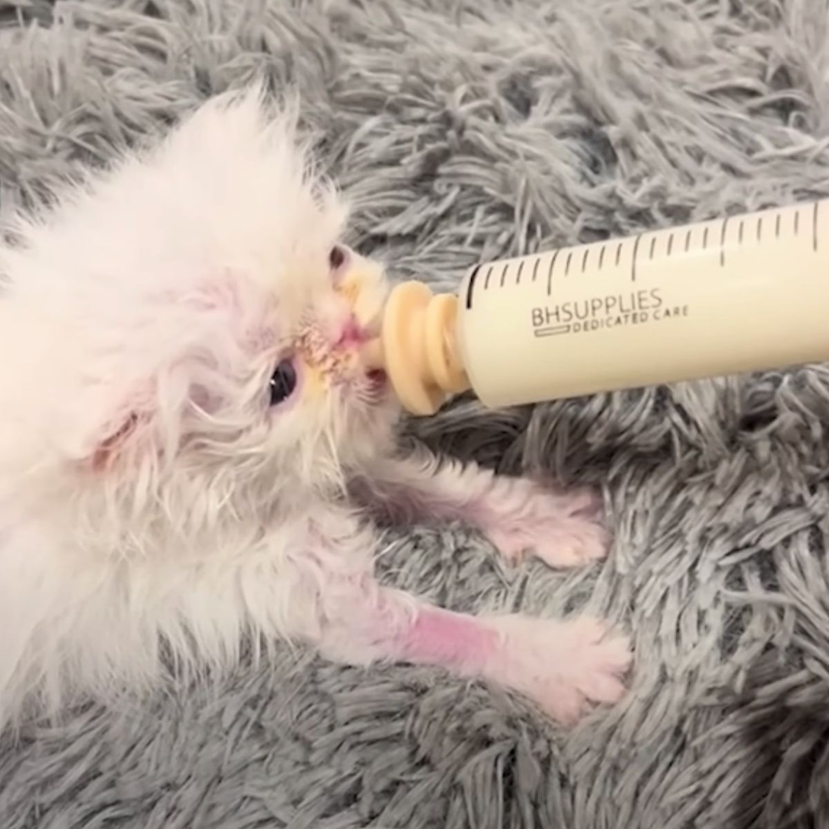 kitten bottle fed