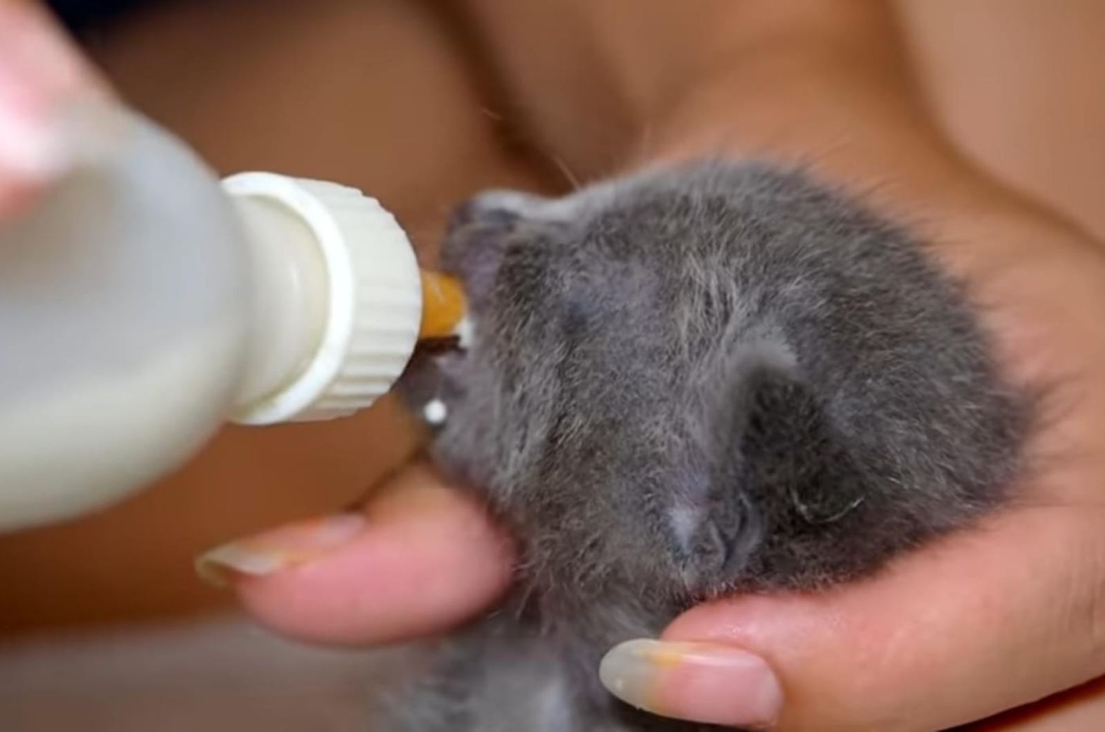 kitten bottle fed