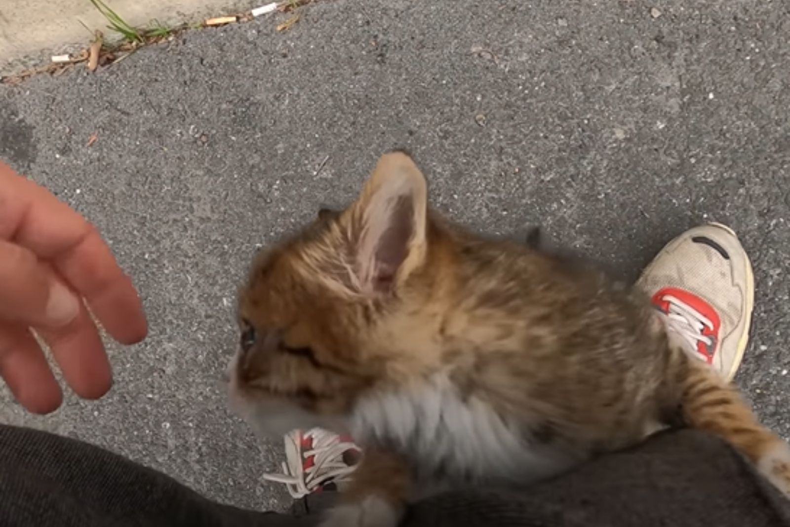 kitten climbing on a owner