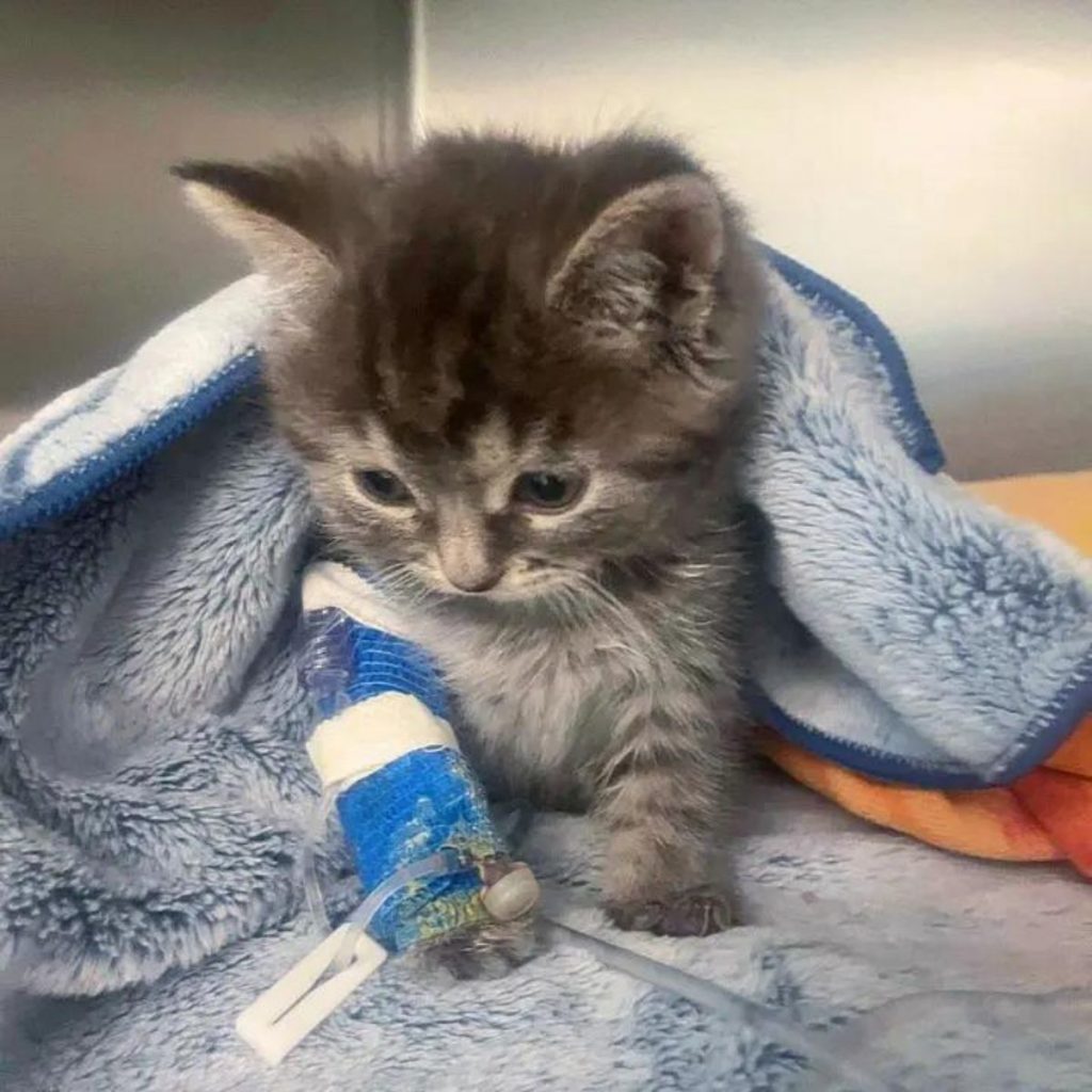 kitten covered with a blue blanket