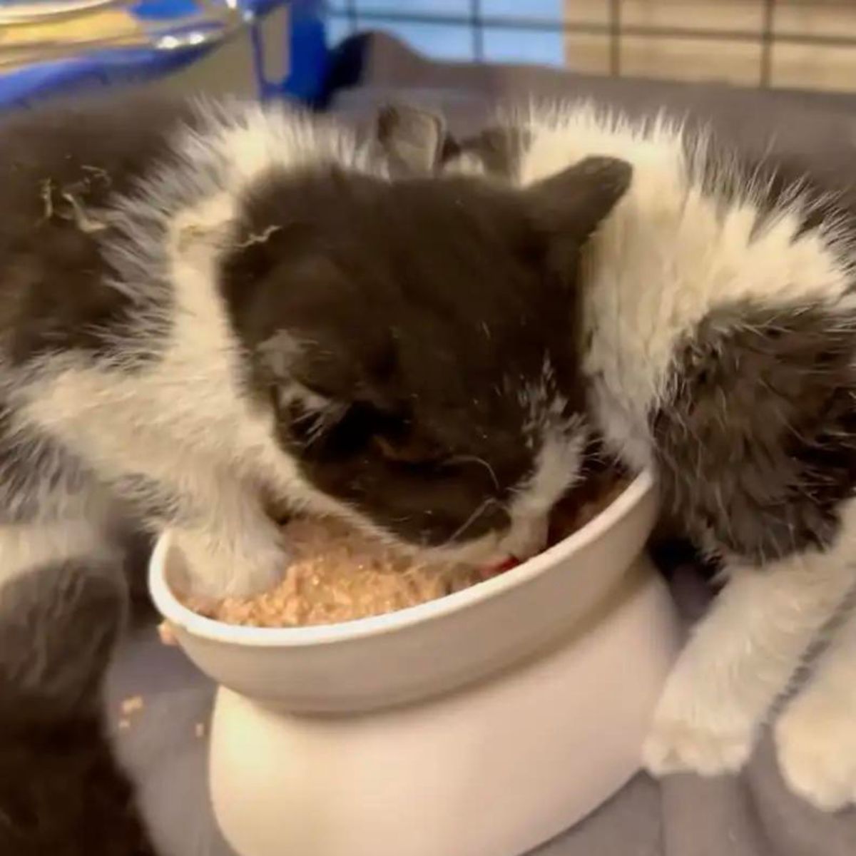 kitten eating from bowl