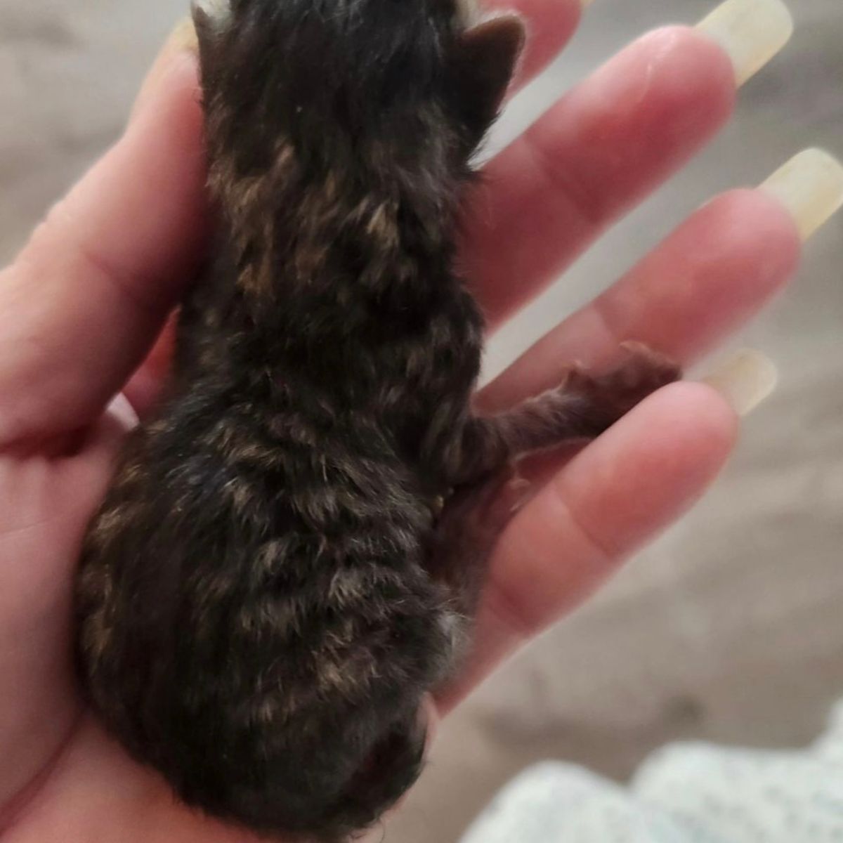 kitten held in hand