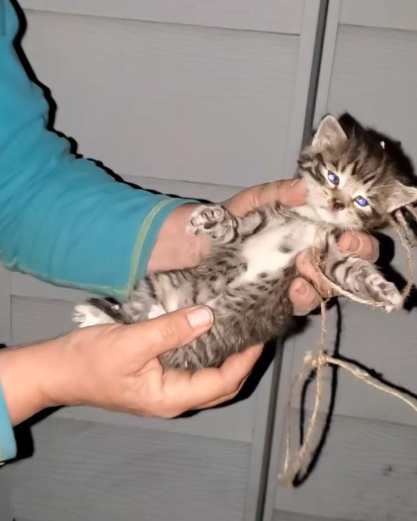 kitten held in hand