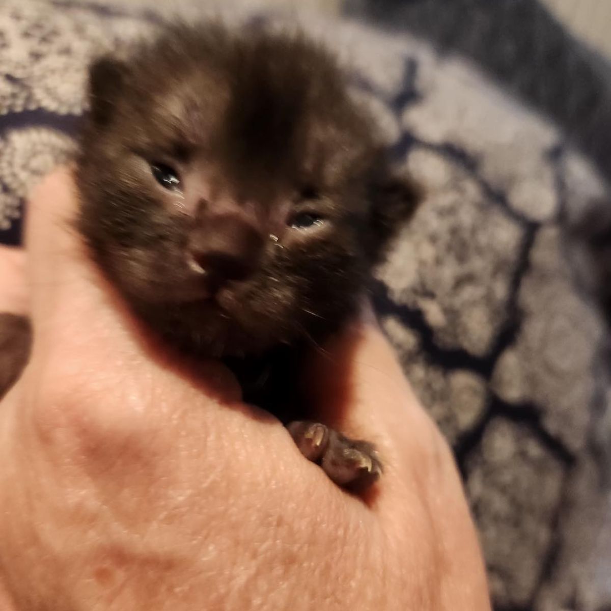 kitten held in hand