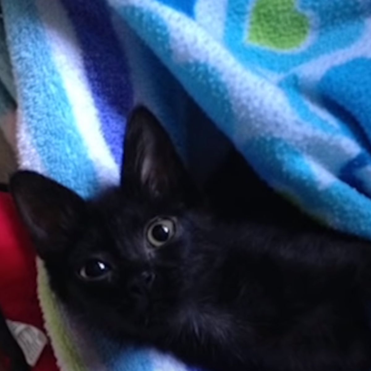 kitten in a blue blanket