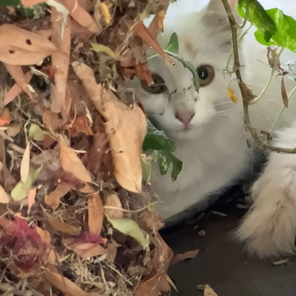 kitten in a bush