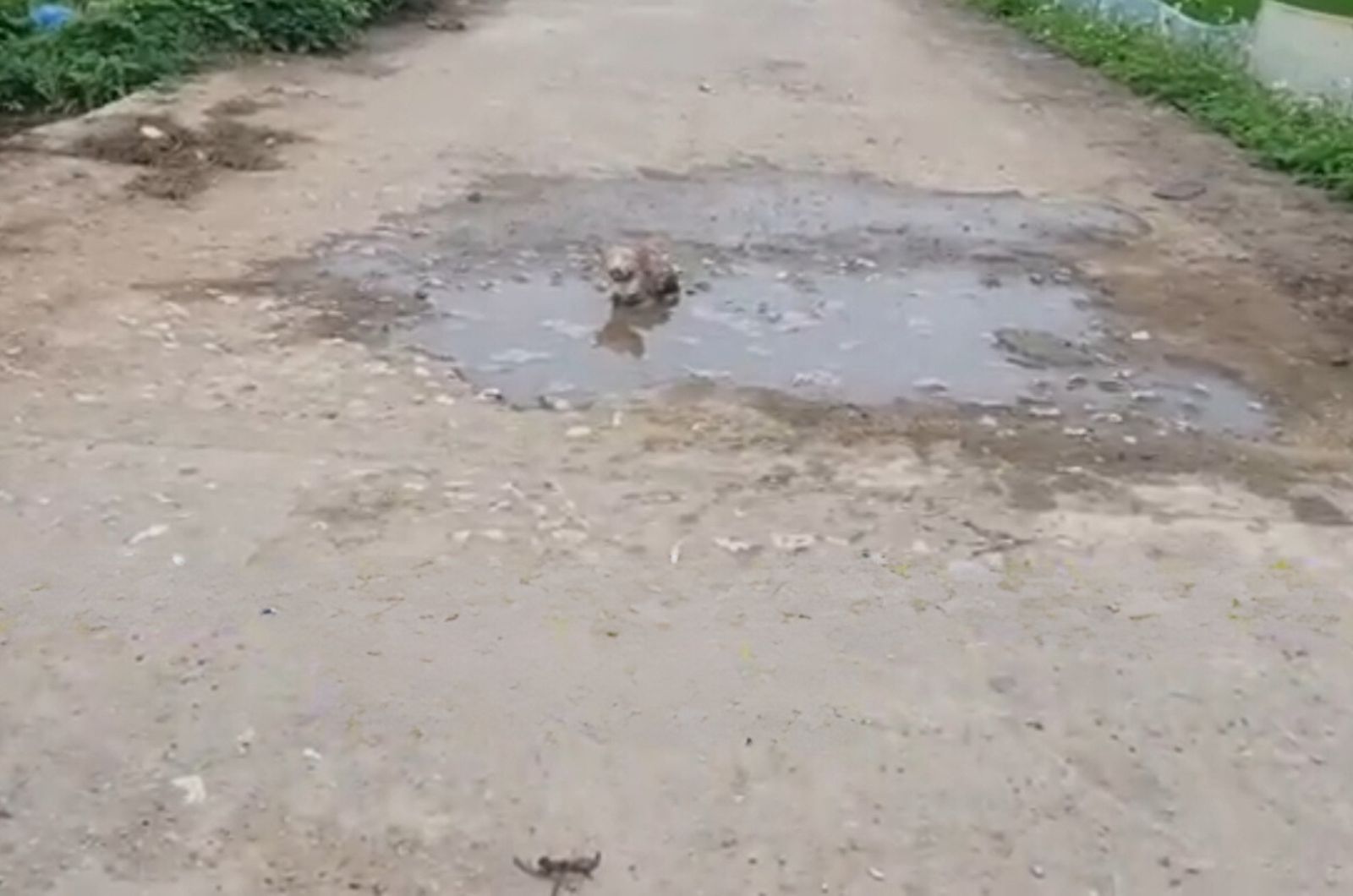 kitten in a puddle