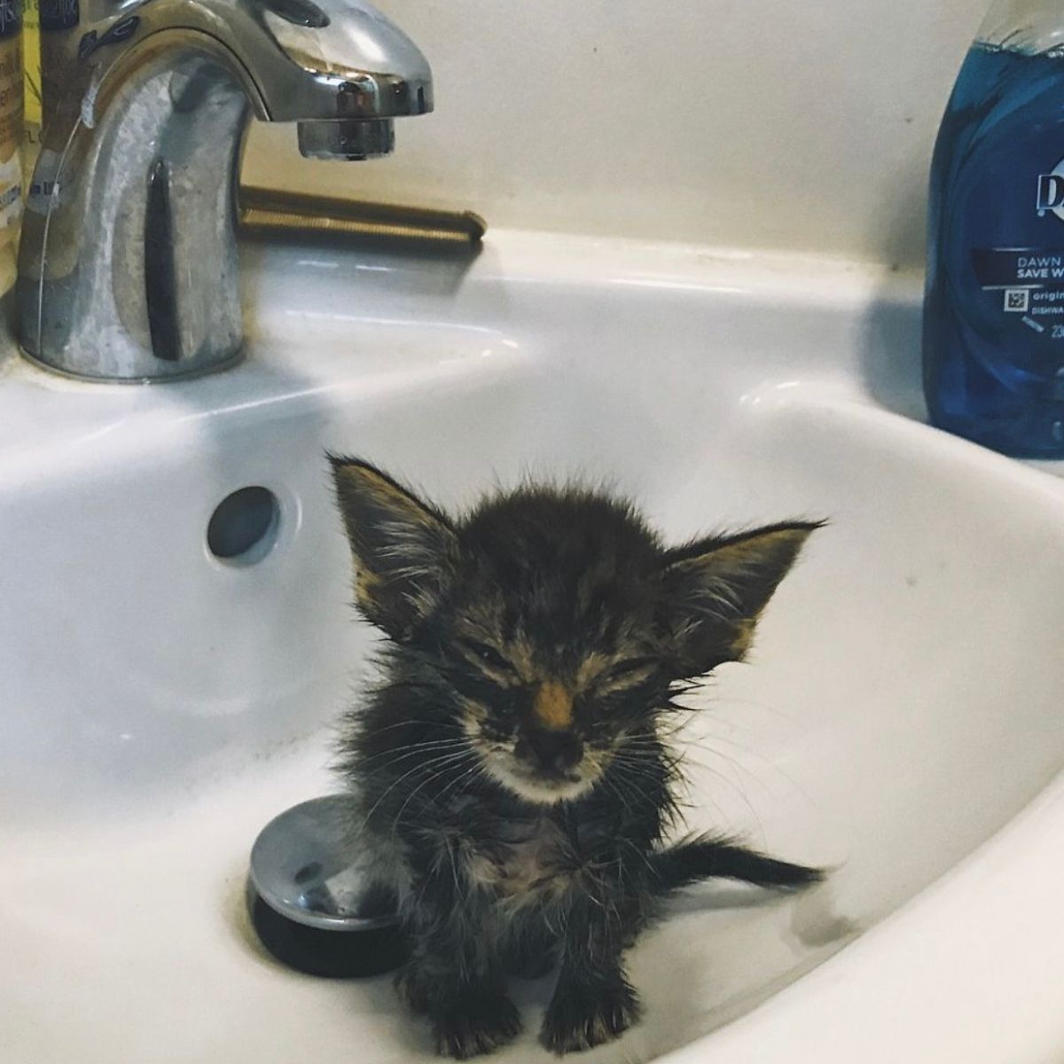 kitten in a sink