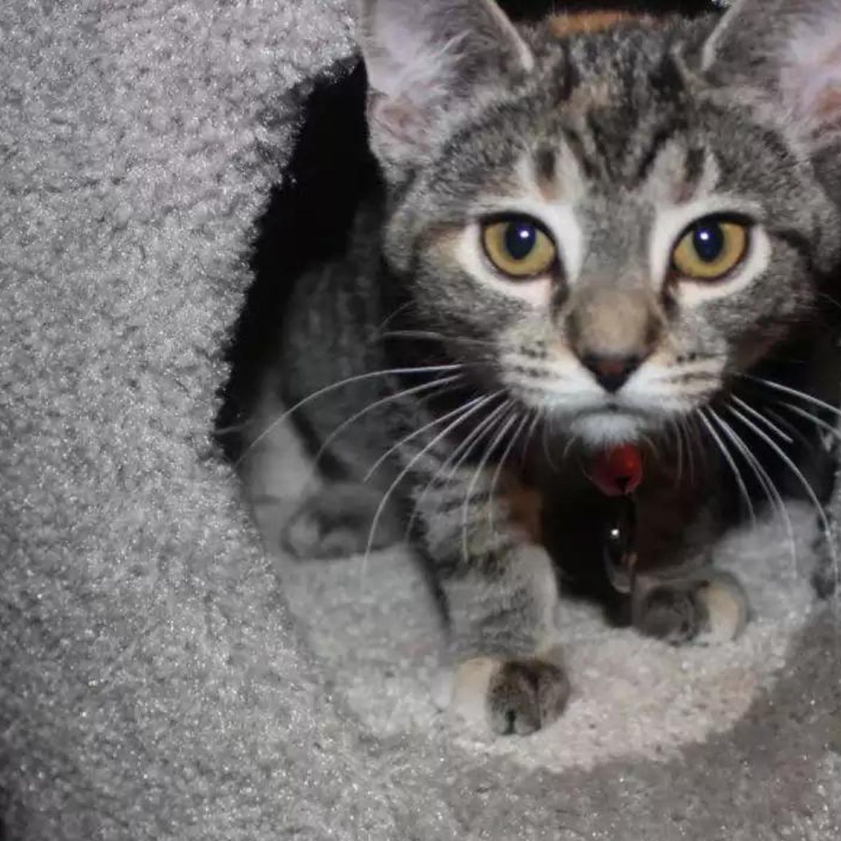 kitten in a towel