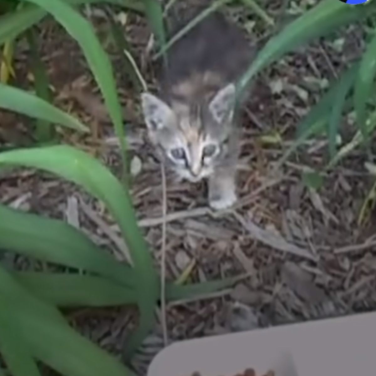 kitten in forest