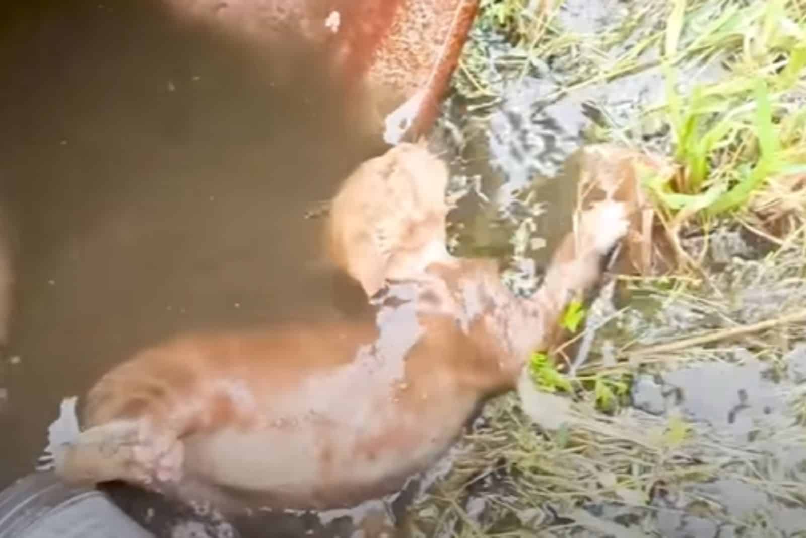 kitten in water drum