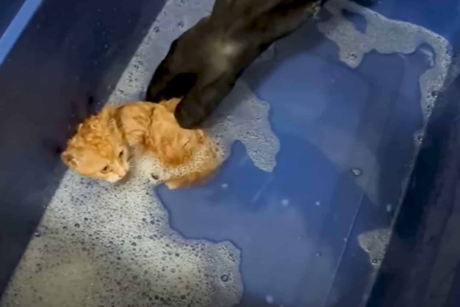 kitten in water