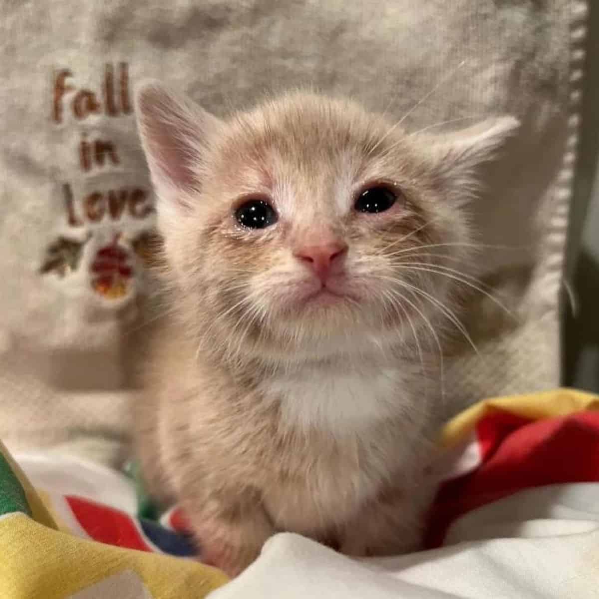 kitten laying down in front of the owner