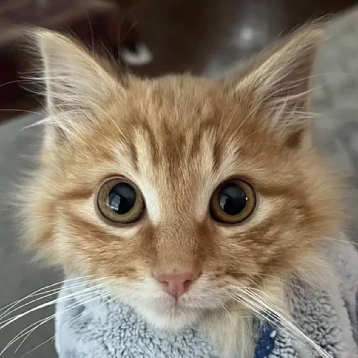 kitten looking at the camera