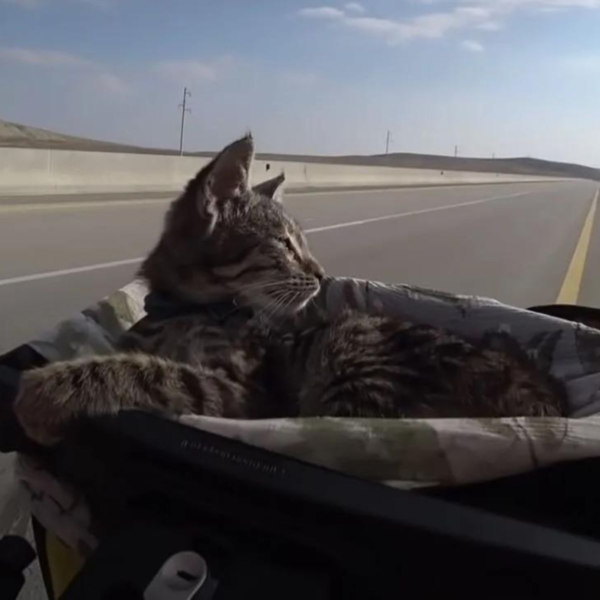 kitten lying in a bike box