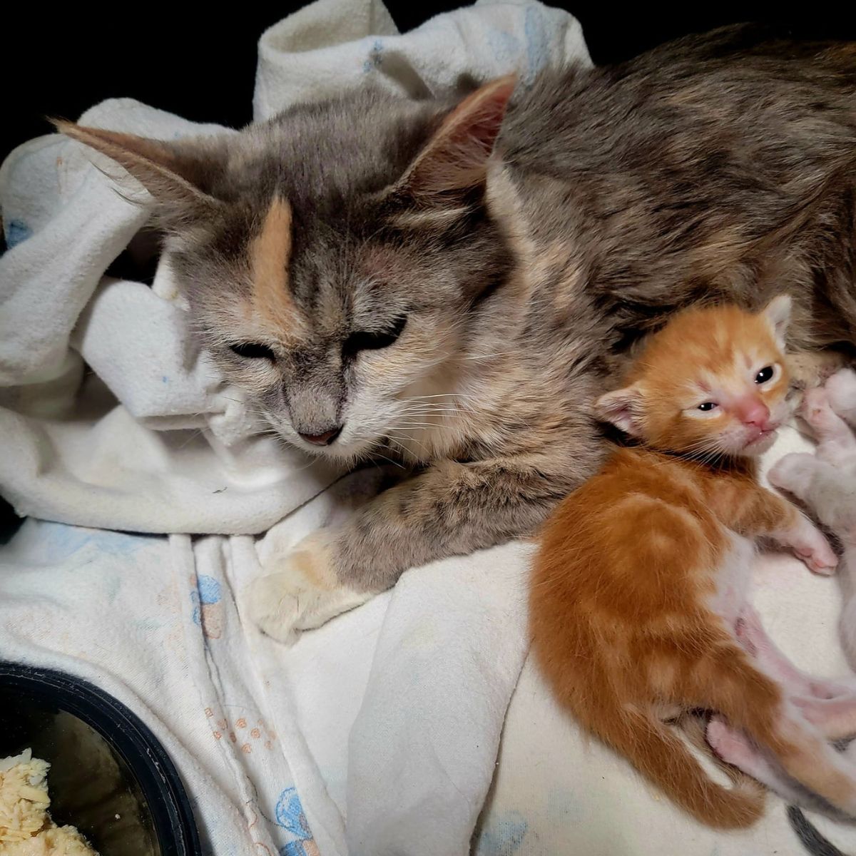 kitten lying next to a cat