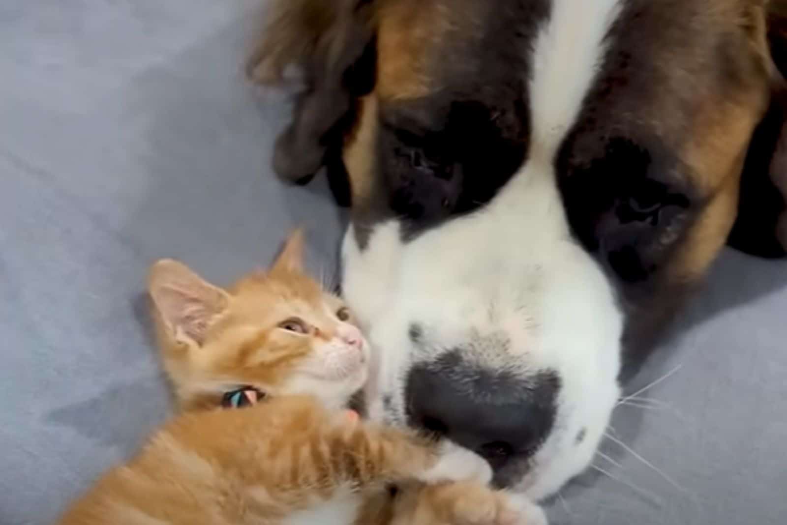 kitten lying next to dog