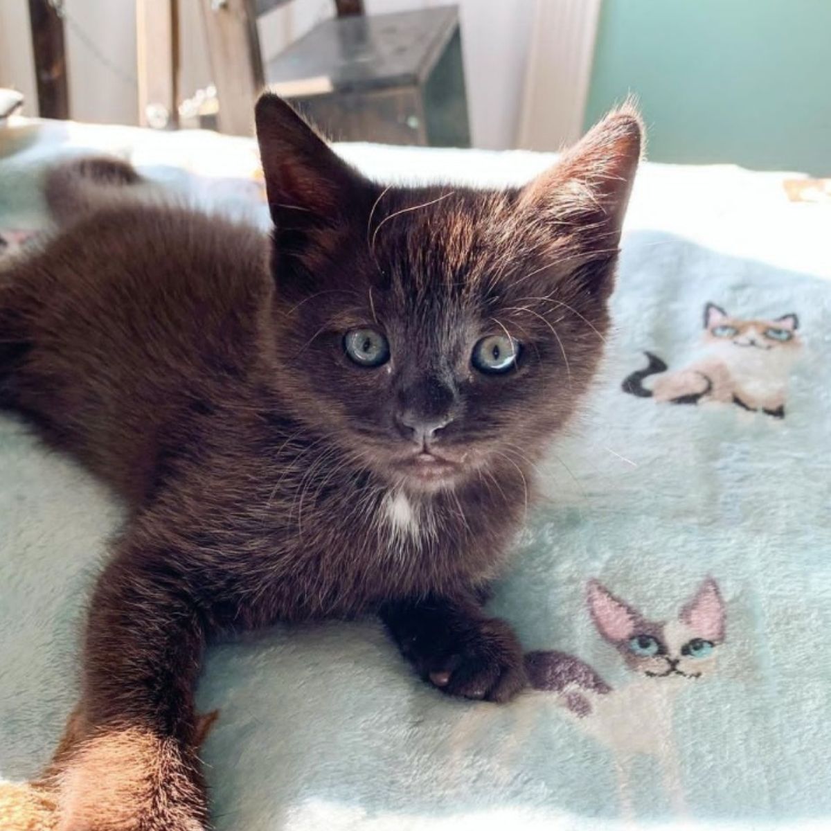 kitten lying on a blanket