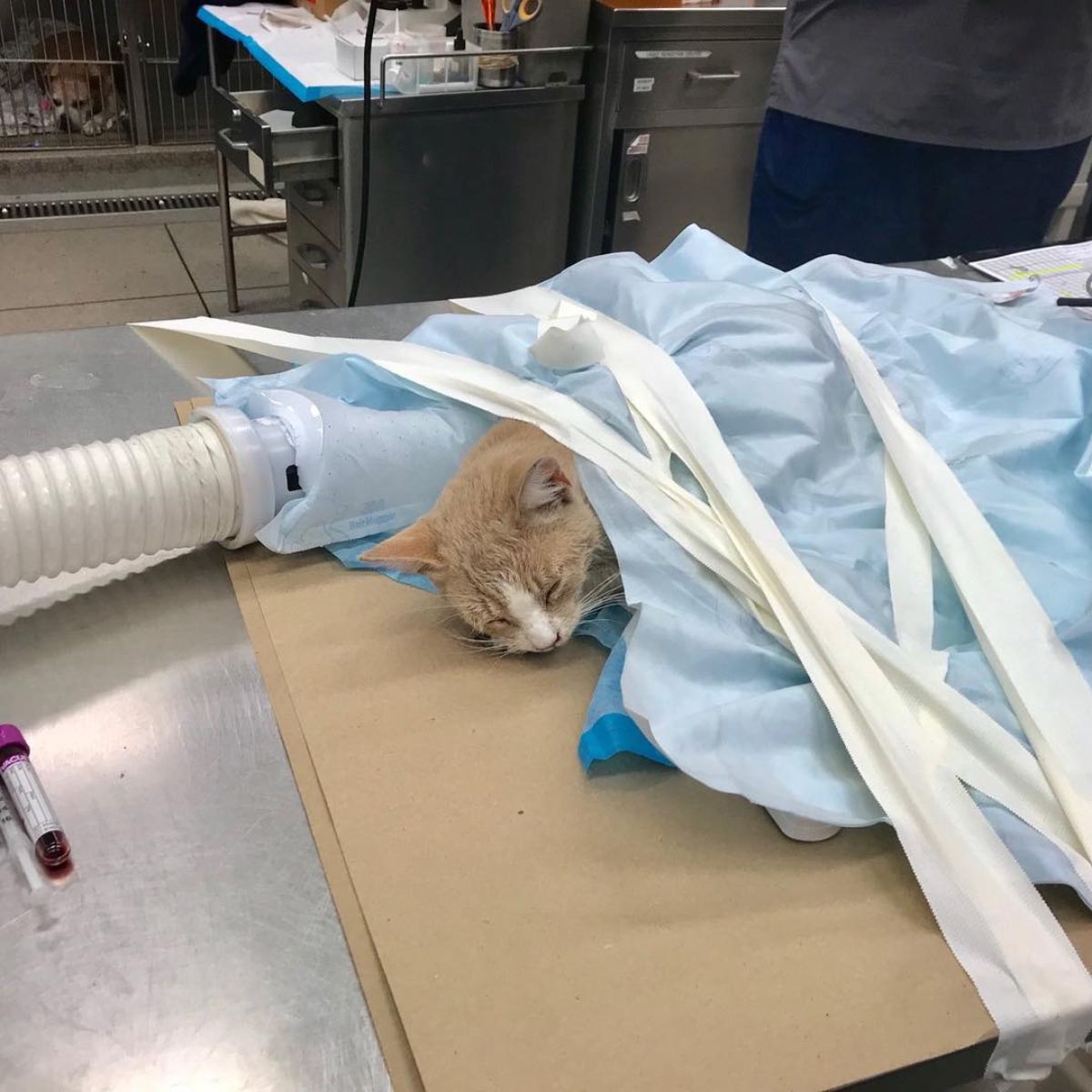 kitten lying under blue covers