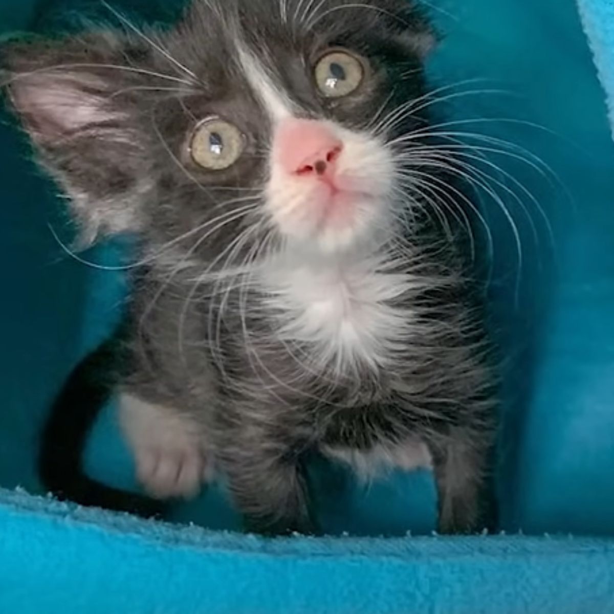 kitten on a blue blanket