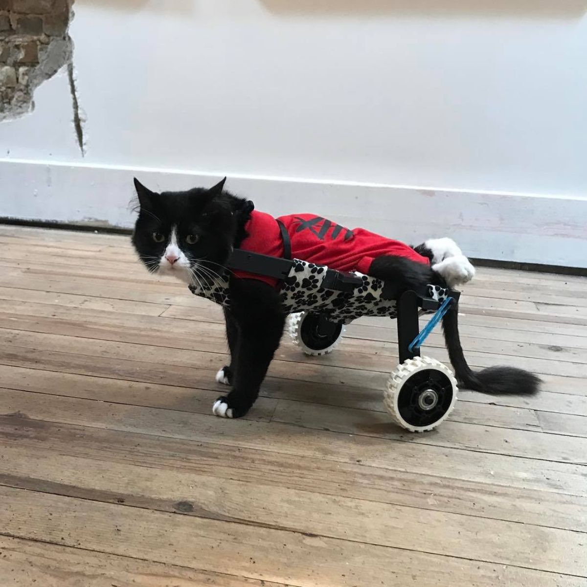 kitten on a wheels