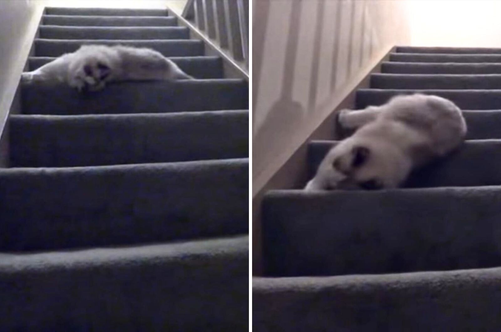 kitten on stairs