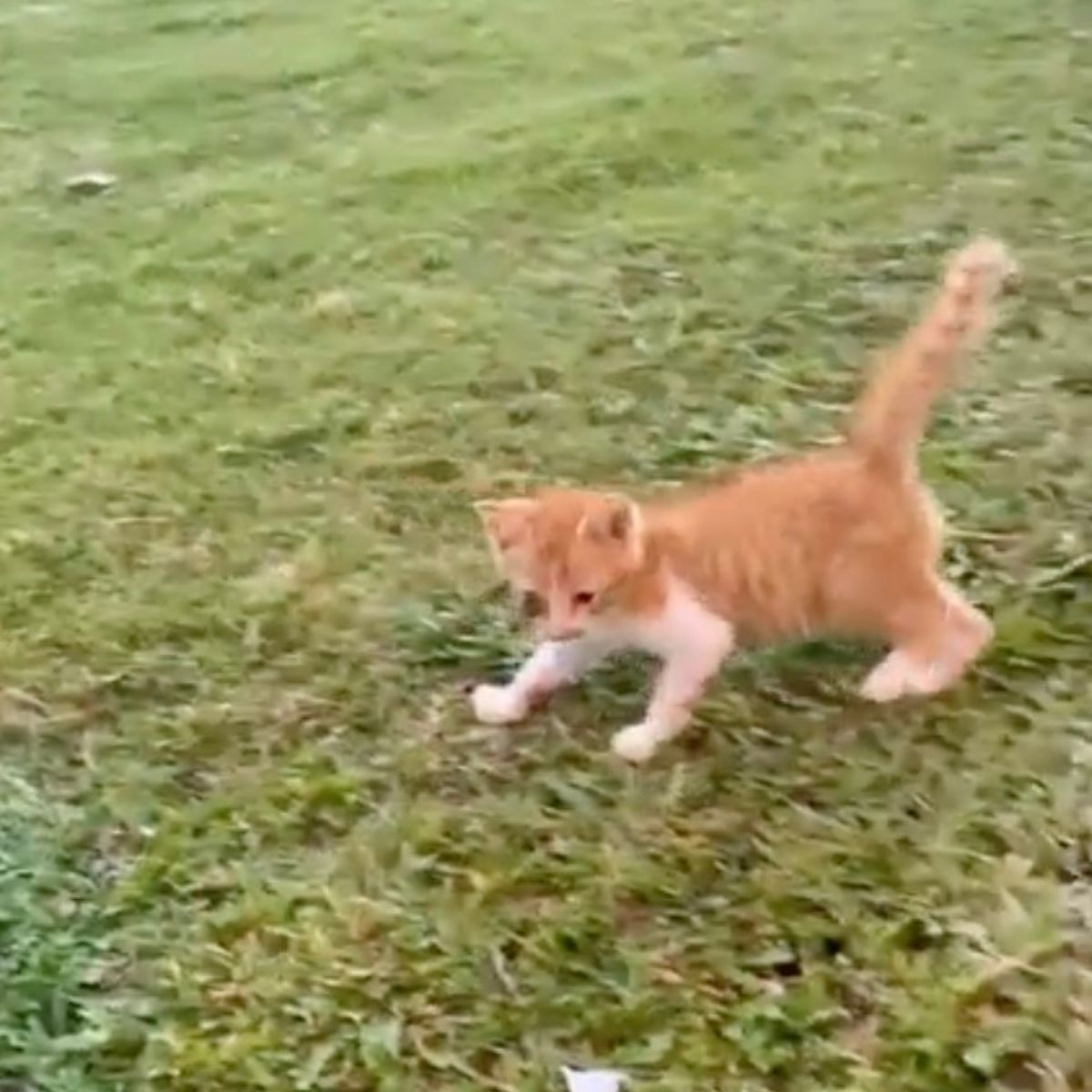 kitten on the grass