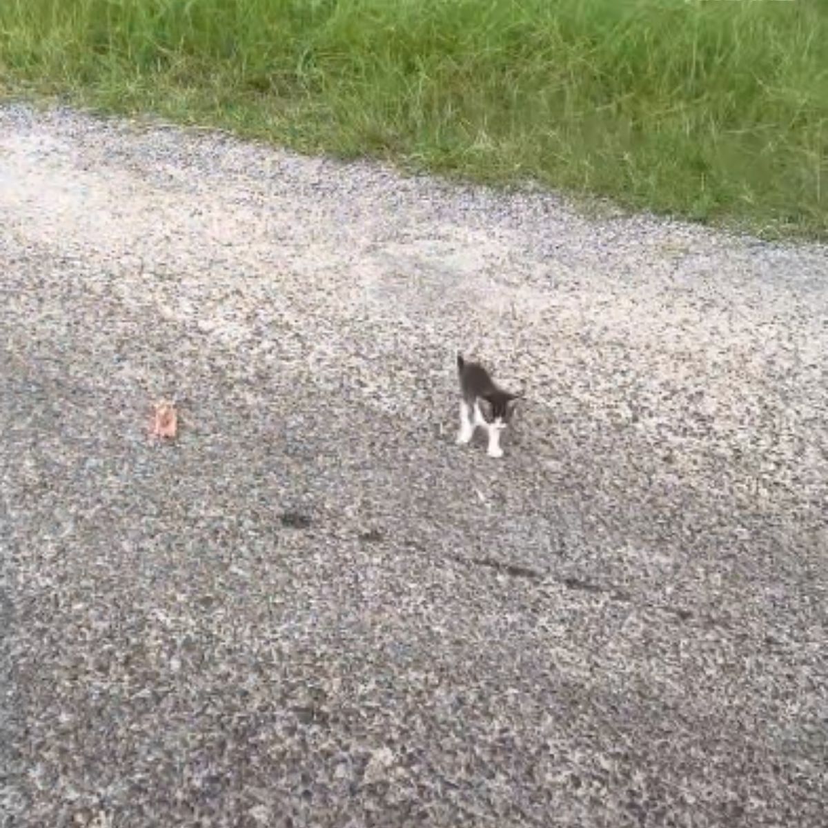 kitten on the road