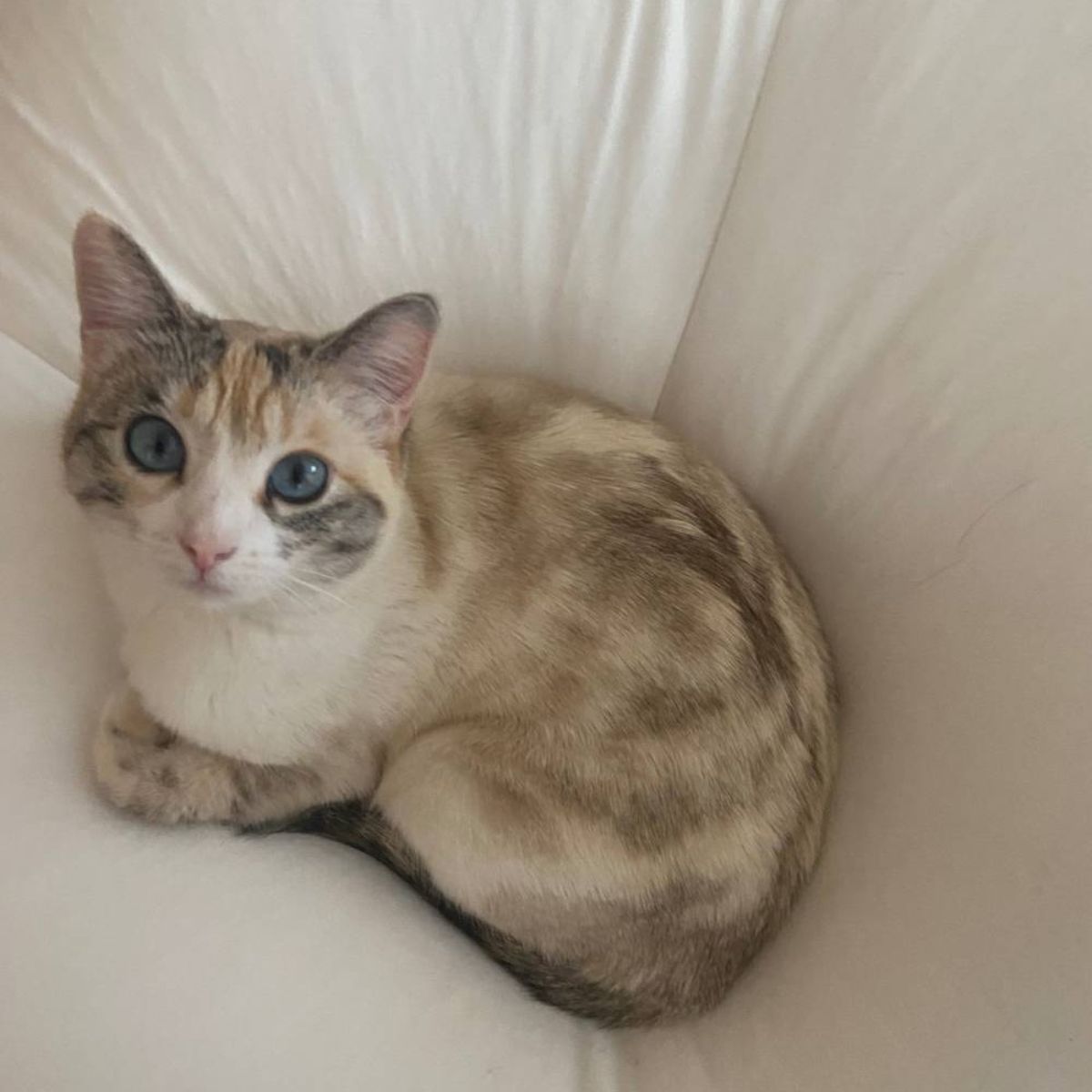 kitten on white sheet