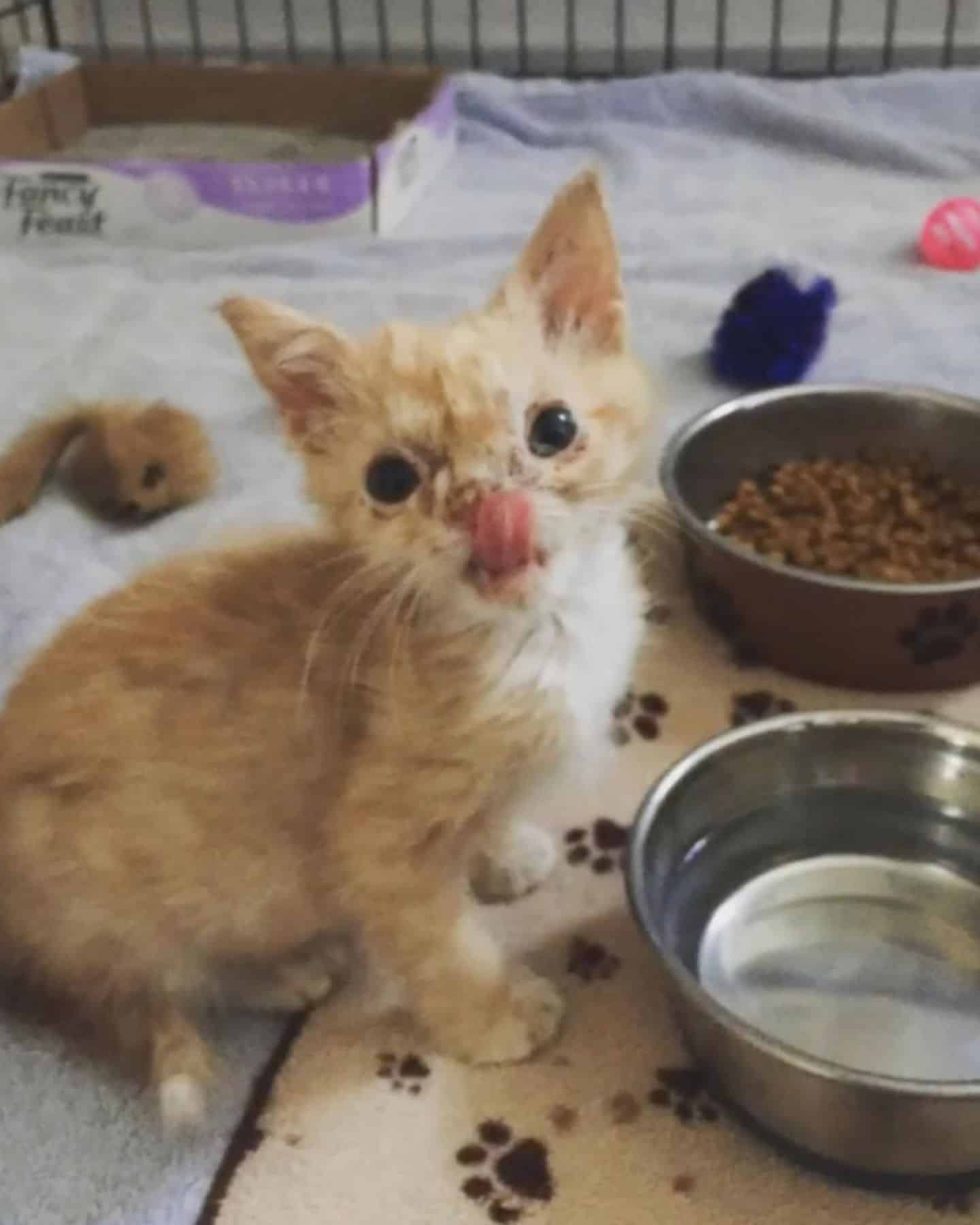 kitten sitting by a bowl of food and water