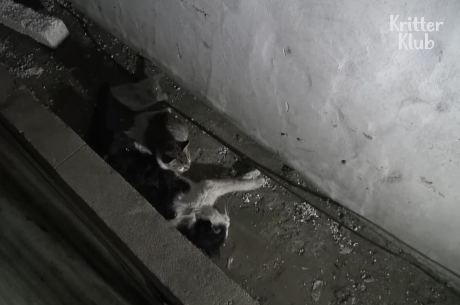 kitten sitting next to a cat