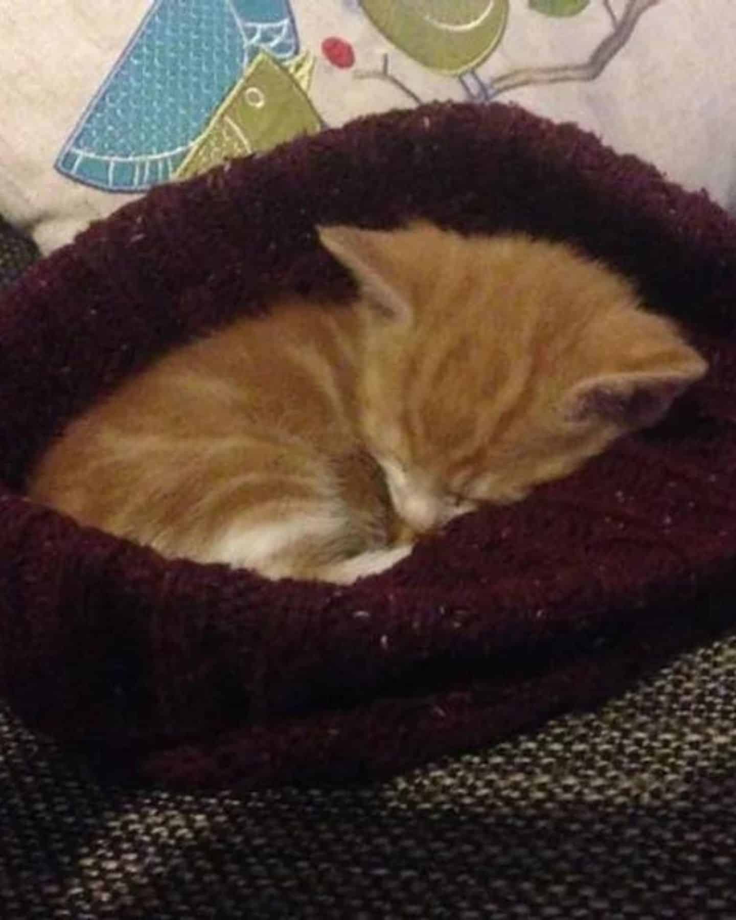 kitten sleeping in a blanket