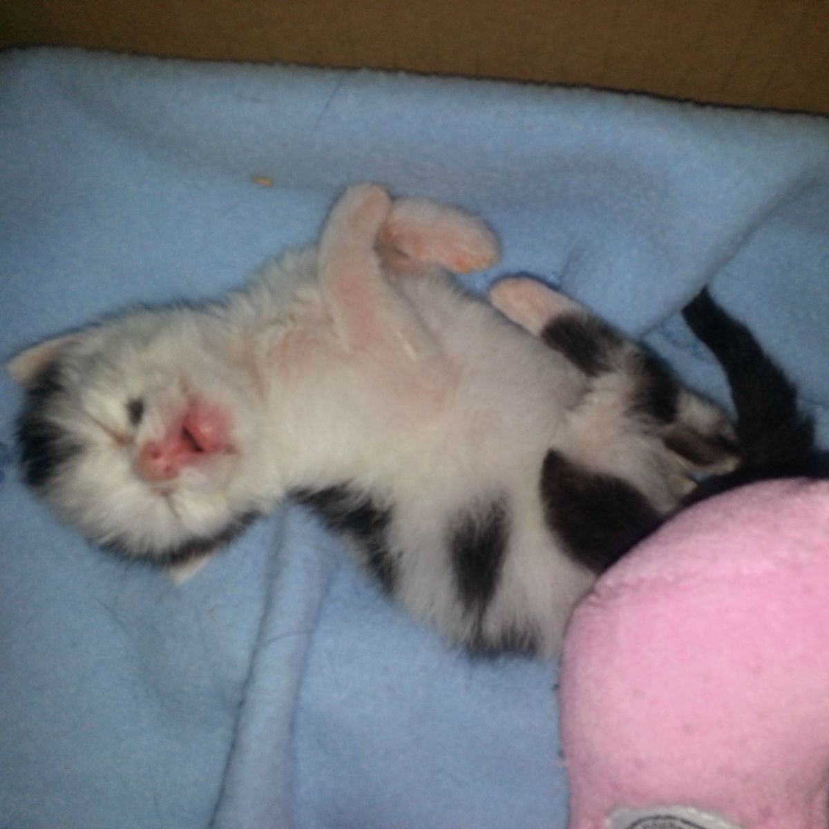 kitten sleeping