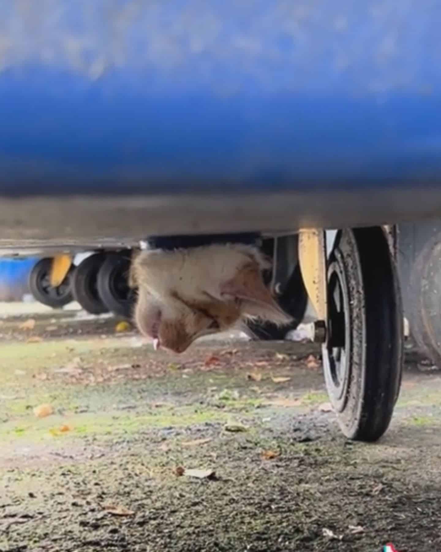 kitten stuck in dumpster drain hole