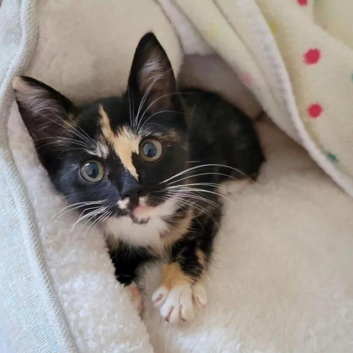 kitten under the blanket