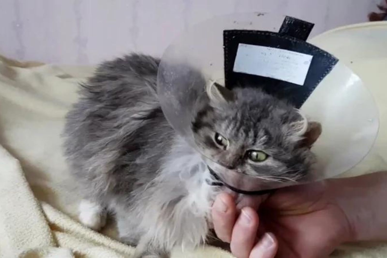 kitten with a cone around its neck