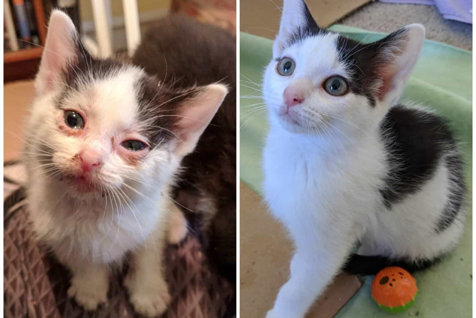 kitten with crusted eyes before and after adoption