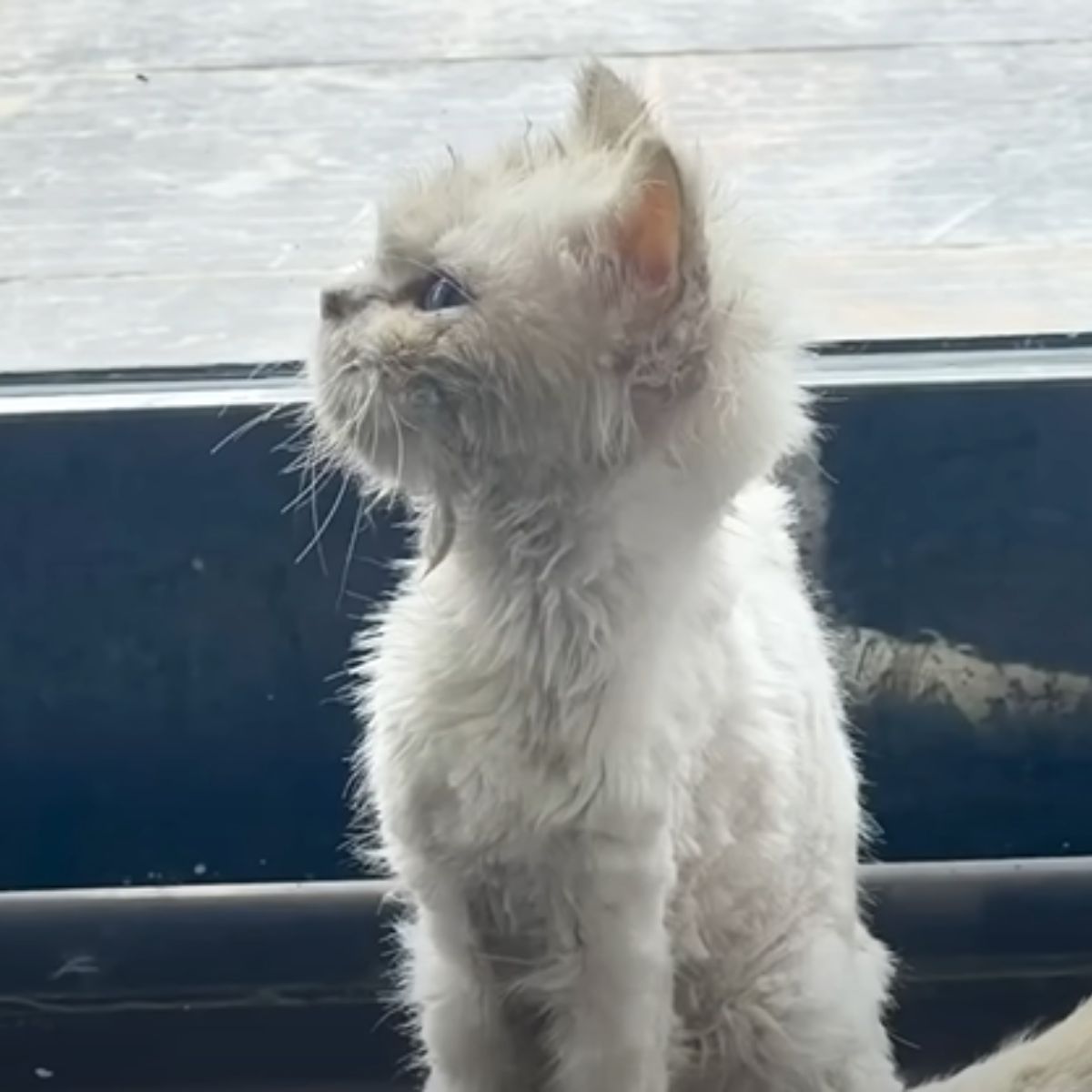 kitten with curly fur