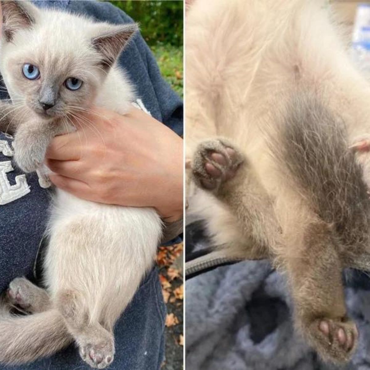 kitten with hind legs