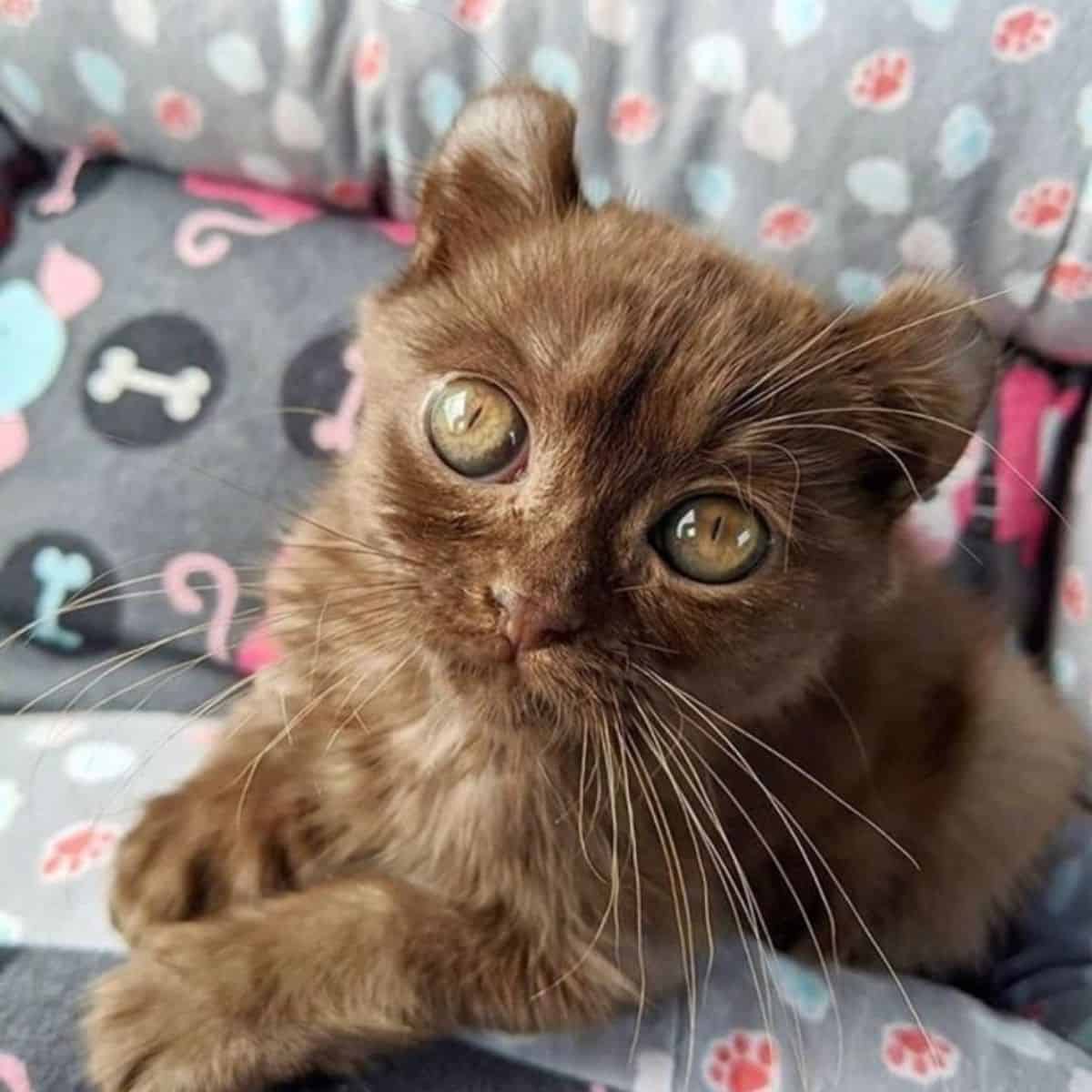 kitten with teddy bear ears