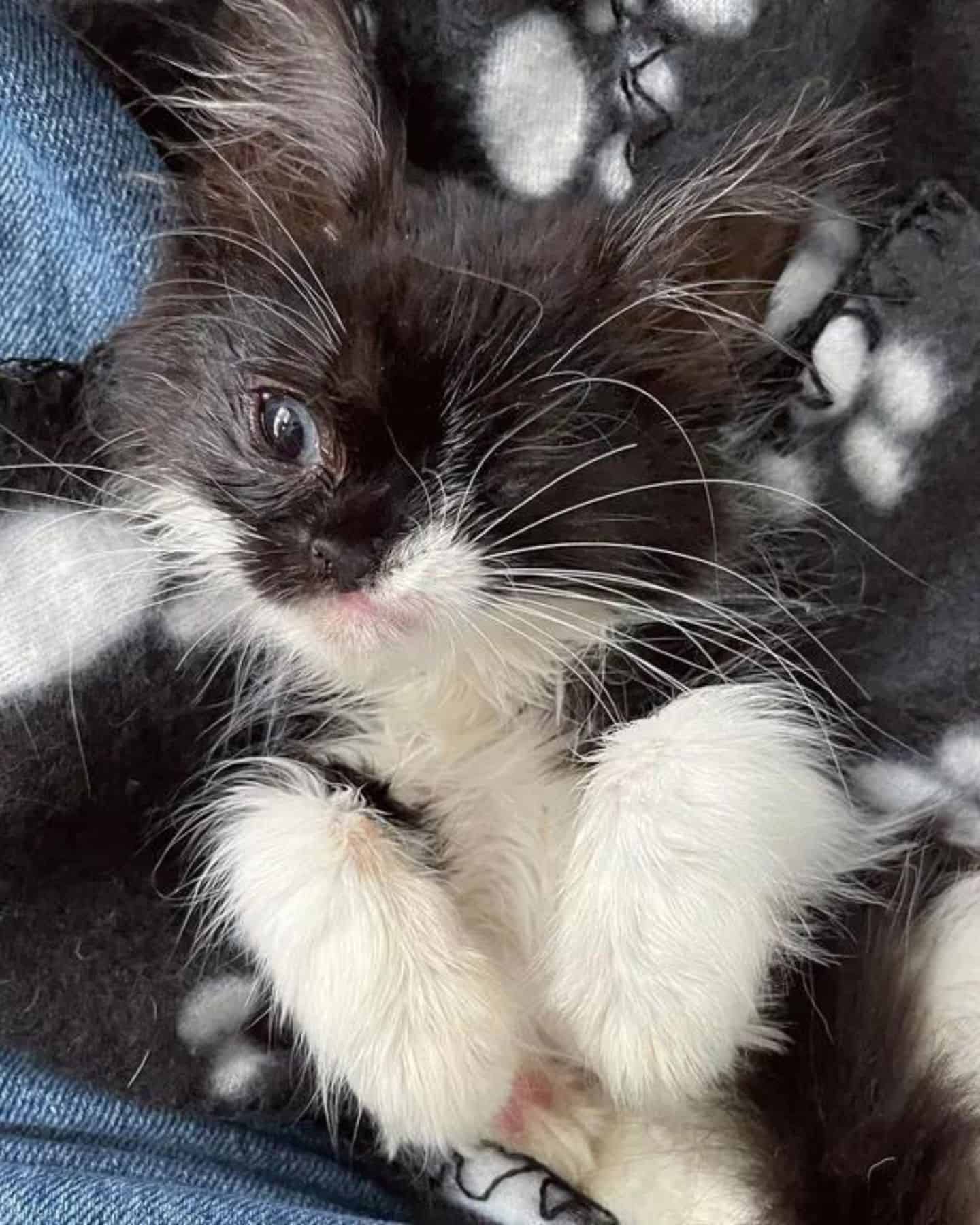 kitten without eye laying