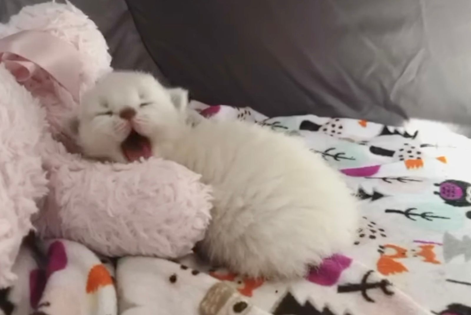 kitten yawning