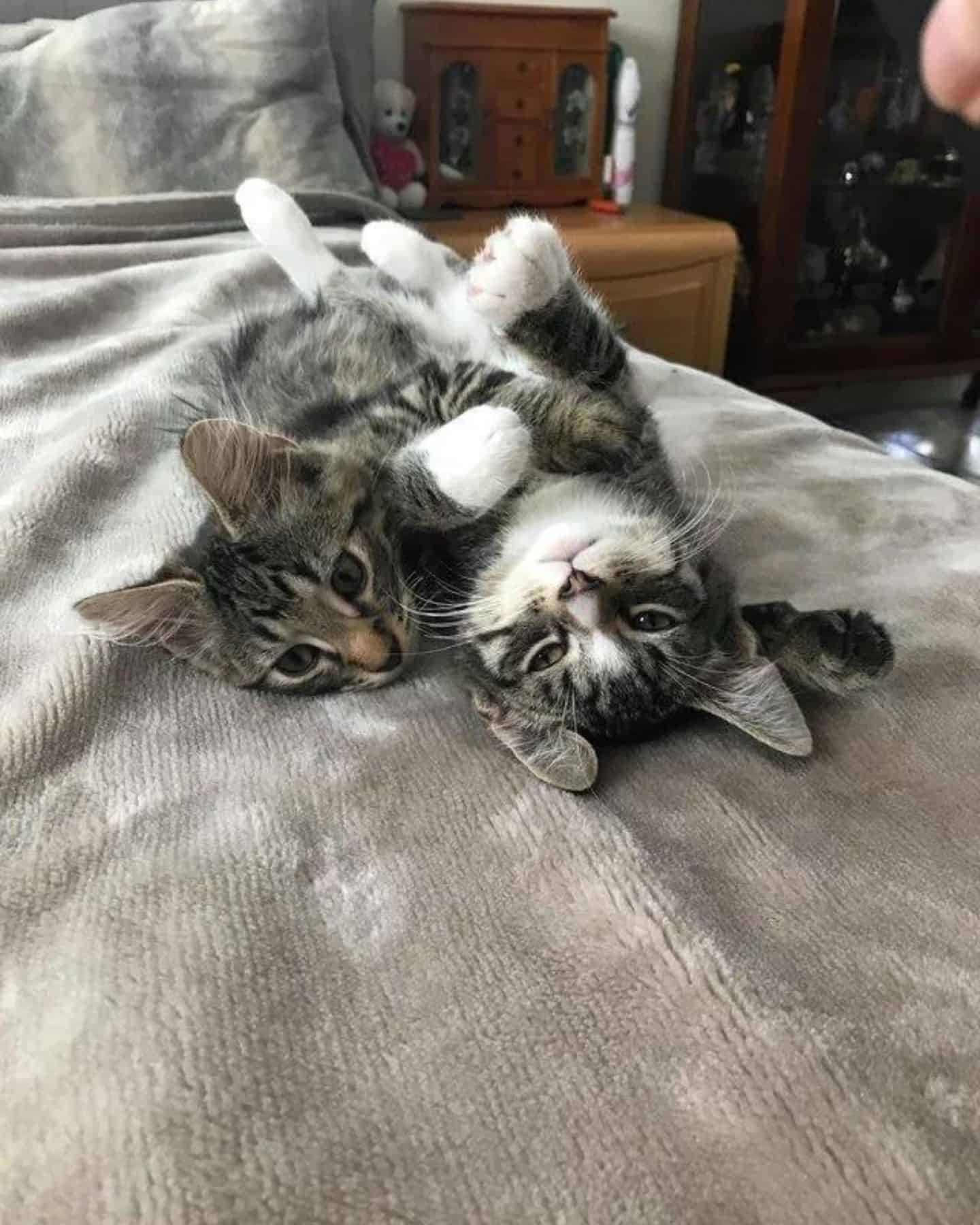 kittens cuddling on a bed