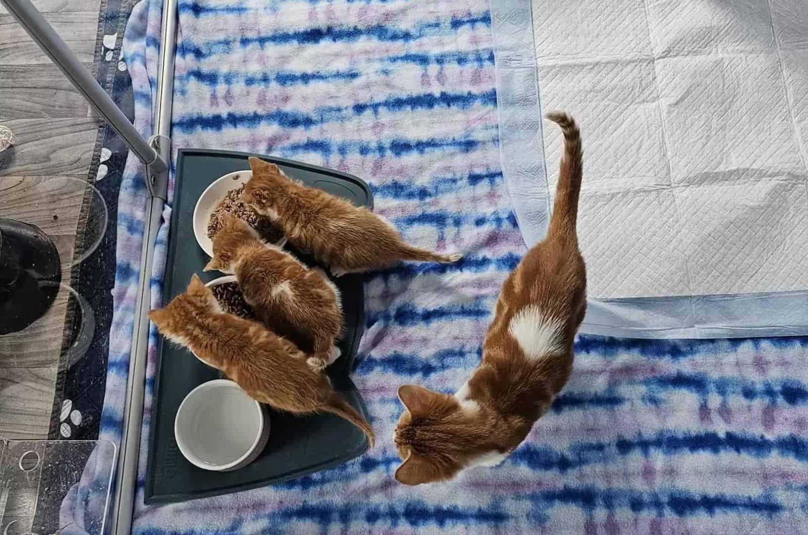 kittens eating