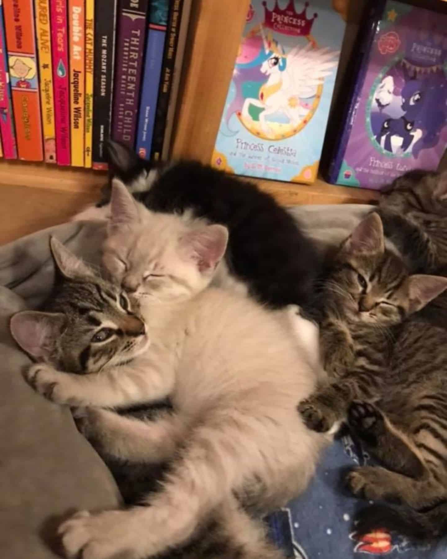 kittens in a bookstore