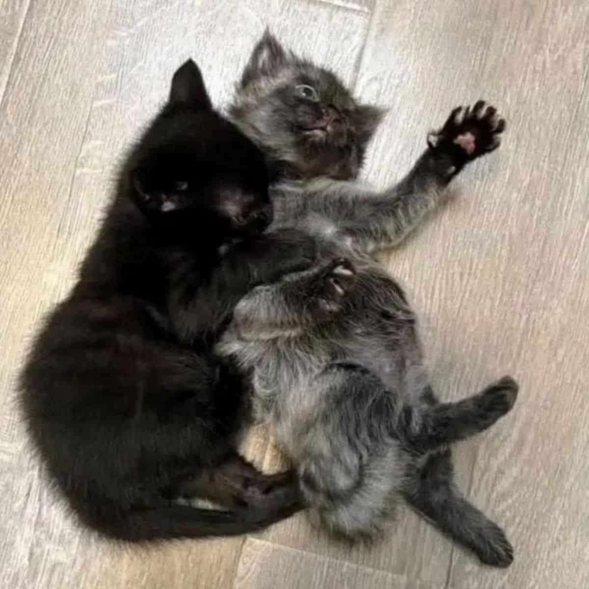 kittens laying on the floor